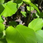 maranta