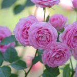 flores-para-jardim