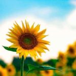 plantas-de-sol