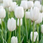 tulipa-branca
